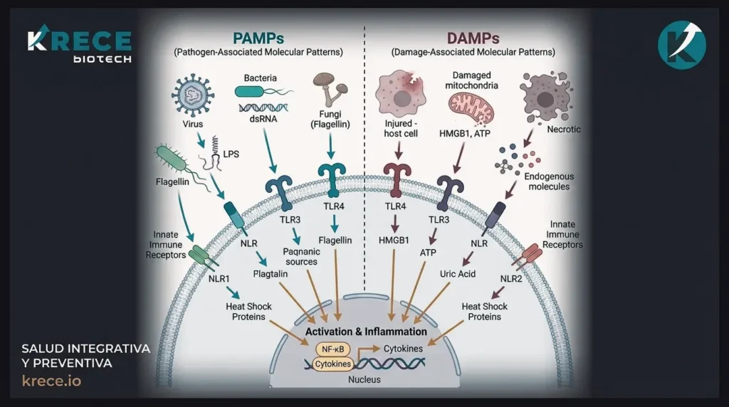 PAMPs y DAMPs en la inflamación crónica estéril
