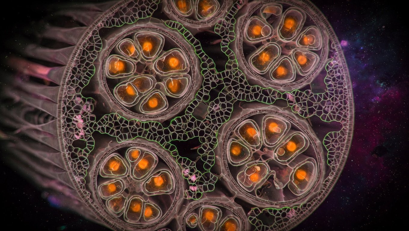 Ilustración editorial de una fibra muscular esquelética en corte transversal mostrando la red mitocondrial densa entre miofibrillas con iluminación verde KRECE y matriz en amber, sobre fondo oscuro, representando la biogénesis inducida por ejercicio.