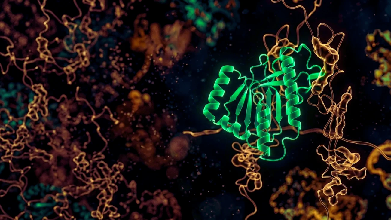 Estructura molecular de IGF-1 (Insulin-like Growth Factor 1) en verde esmeralda con receptores IGF-1R en ámbar representando la cascada de señalización.