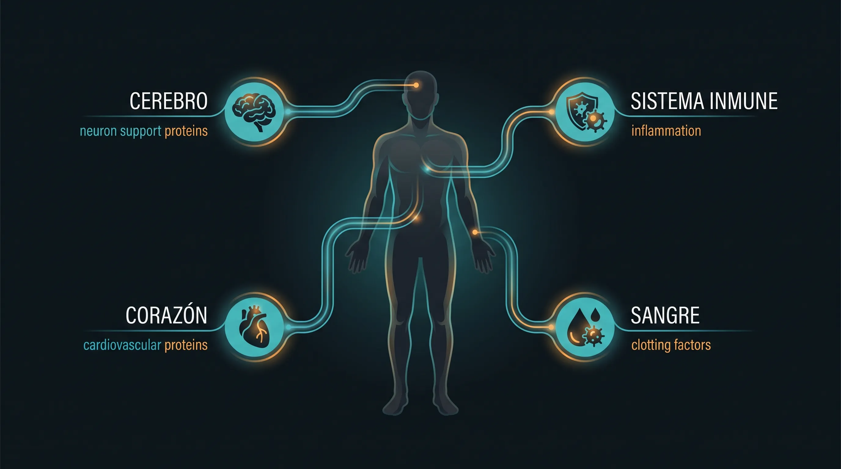 Diagrama de los sistemas que se remodelan tras el tercer d&iacute;a de ayuno: cerebro, sistema inmune, coraz&oacute;n y coagulaci&oacute;n.