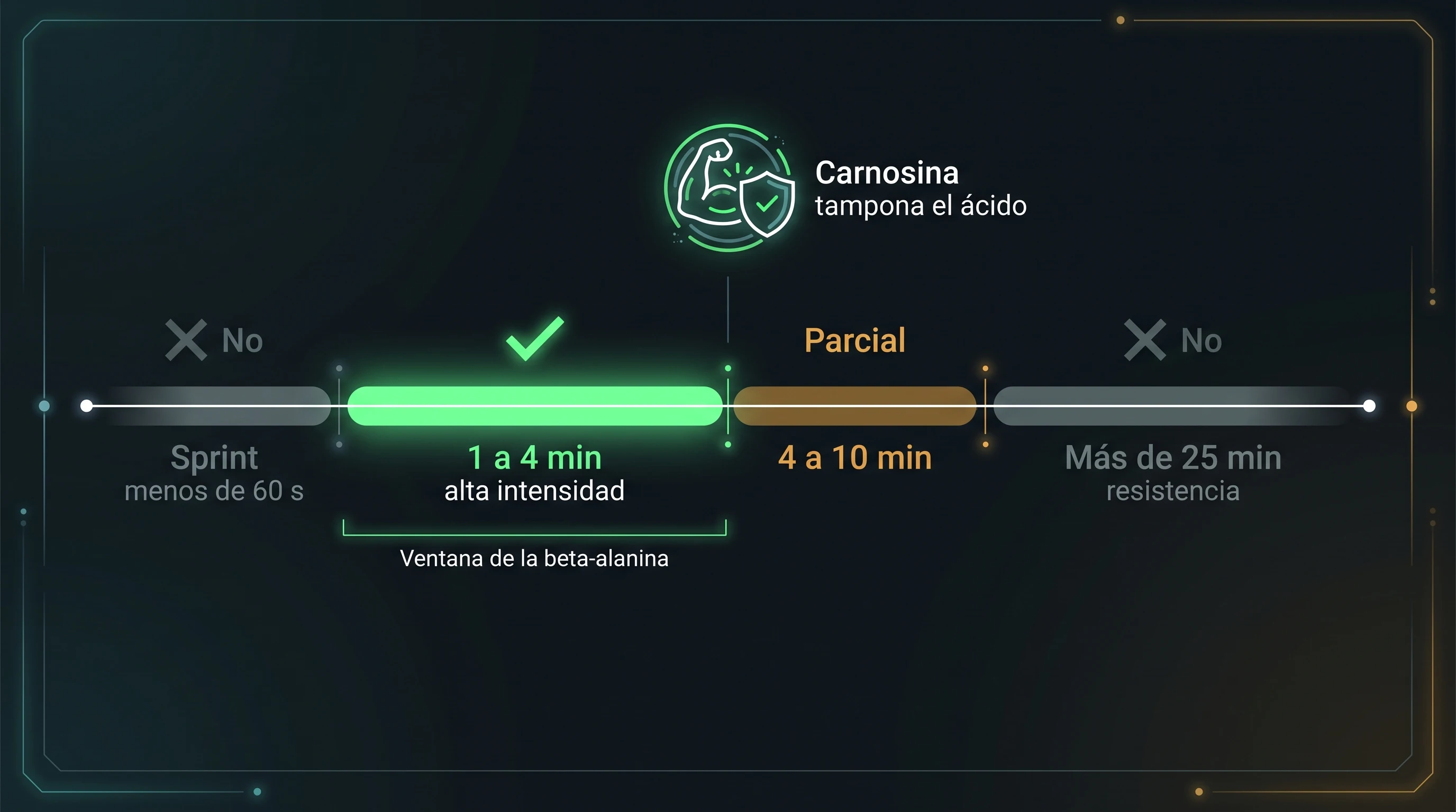Diagrama de una línea de tiempo de esfuerzo en el que la beta-alanina ayuda en la franja de uno a cuatro minutos de alta intensidad, de forma parcial entre cuatro y diez minutos, y no ayuda en el sprint corto ni en la resistencia de más de veinticinco minutos.