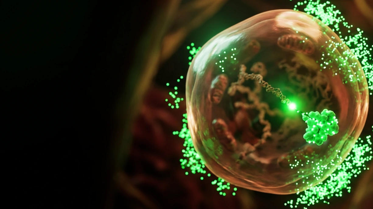 Moléculas verdes de betaína rodeando y estabilizando una célula muscular hidratada en el interior del tejido, sobre fondo oscuro.