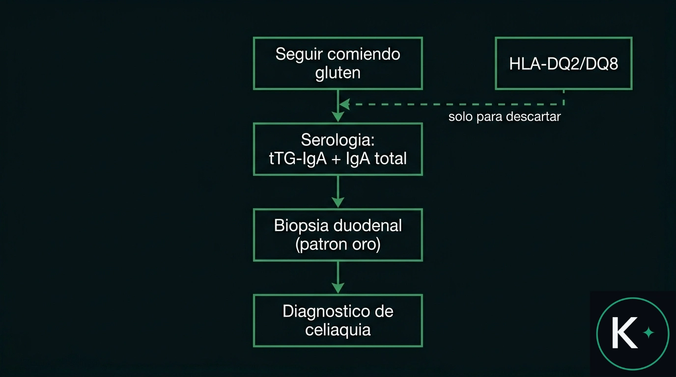 Algoritmo diagnóstico de la celiaquía: comer gluten, serología tTG-IgA con IgA total, biopsia duodenal y el HLA solo para descartar.
