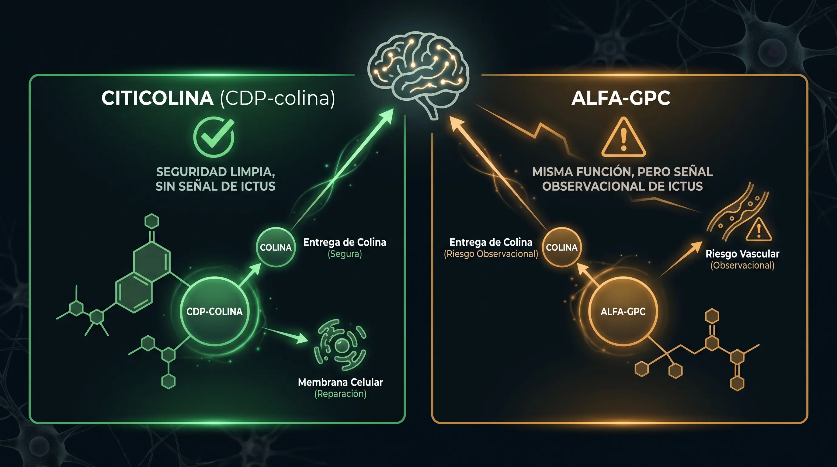 Diagrama que compara la citicolina y la alfa-GPC: ambas aportan colina al cerebro, pero la citicolina tiene un perfil de seguridad más limpio, sin señal de ictus.