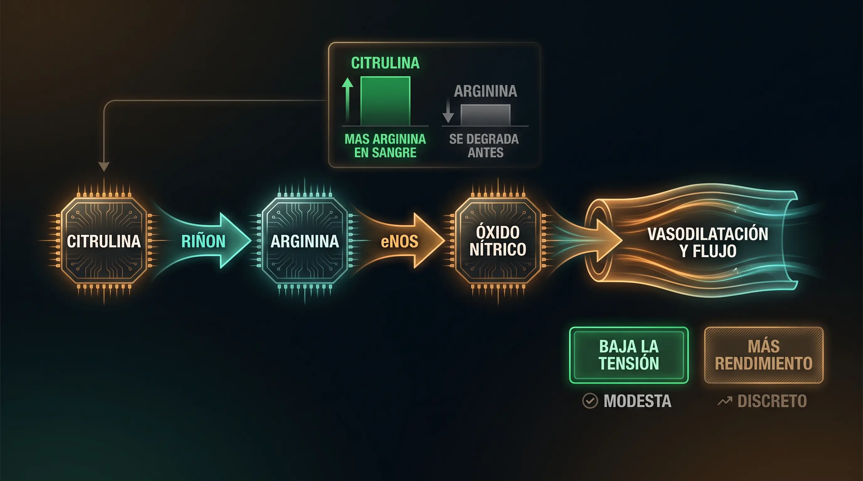 Diagrama de la ruta de la citrulina que pasa por el riñón a arginina y de ahí a óxido nítrico y vasodilatación, con la citrulina elevando más la arginina en sangre que la arginina, una bajada modesta de la tensión y un efecto discreto en el rendimiento.