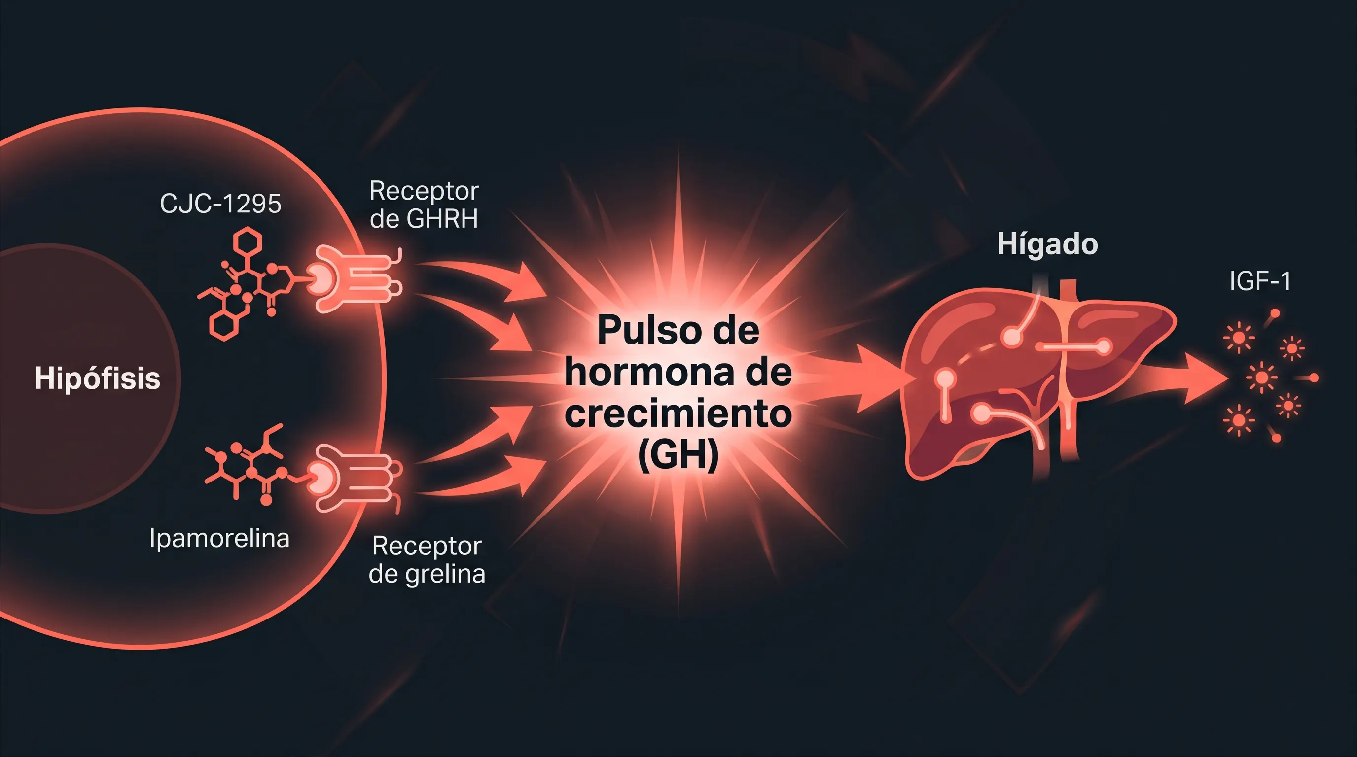 Diagrama del mecanismo del CJC-1295 y la ipamorelina: cada uno activa un receptor distinto en la hip&oacute;fisis y juntos disparan un pulso mayor de hormona de crecimiento que eleva el IGF-1.