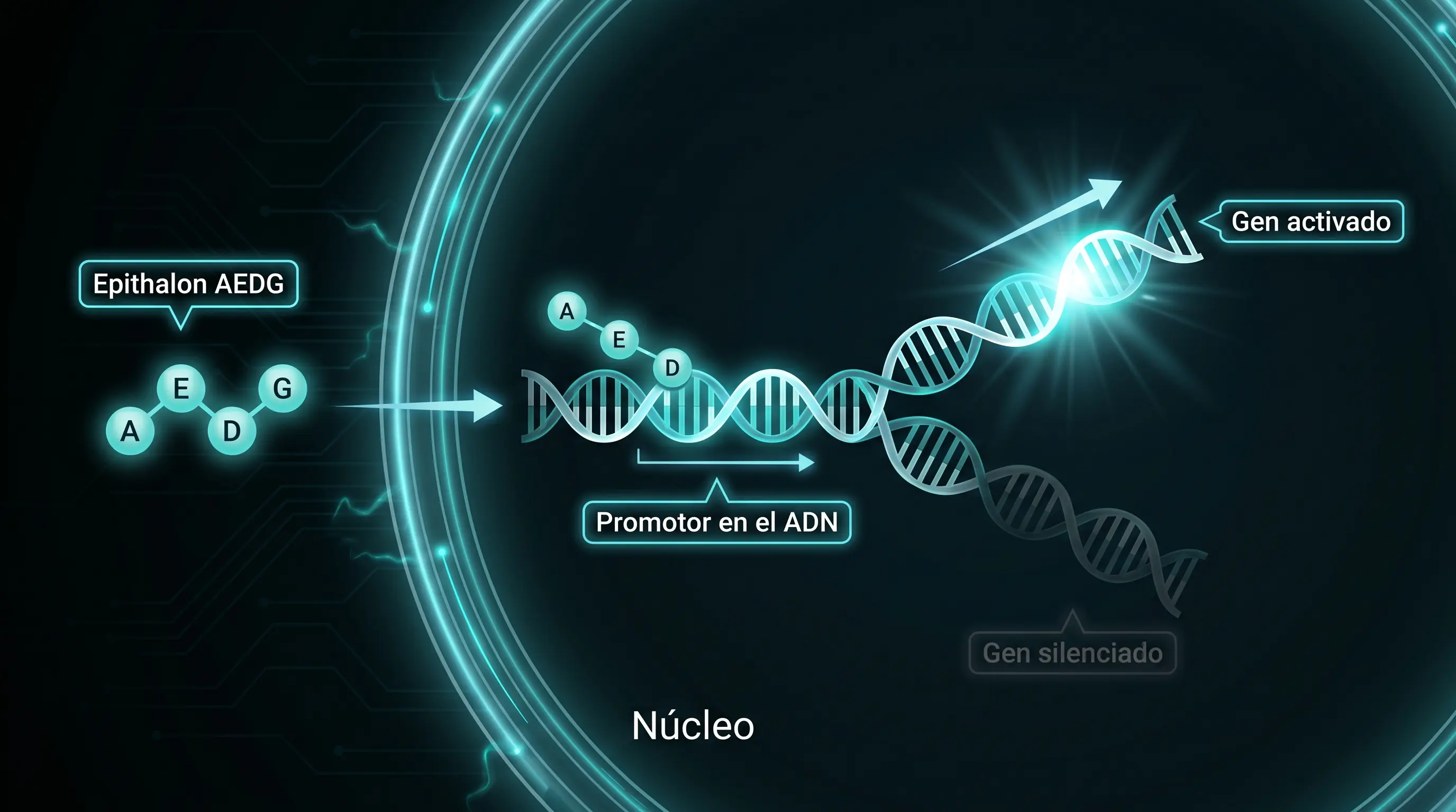 Diagrama del mecanismo propuesto: el p&eacute;ptido cruza la membrana nuclear, alcanza un promotor en el ADN y activa o silencia genes.