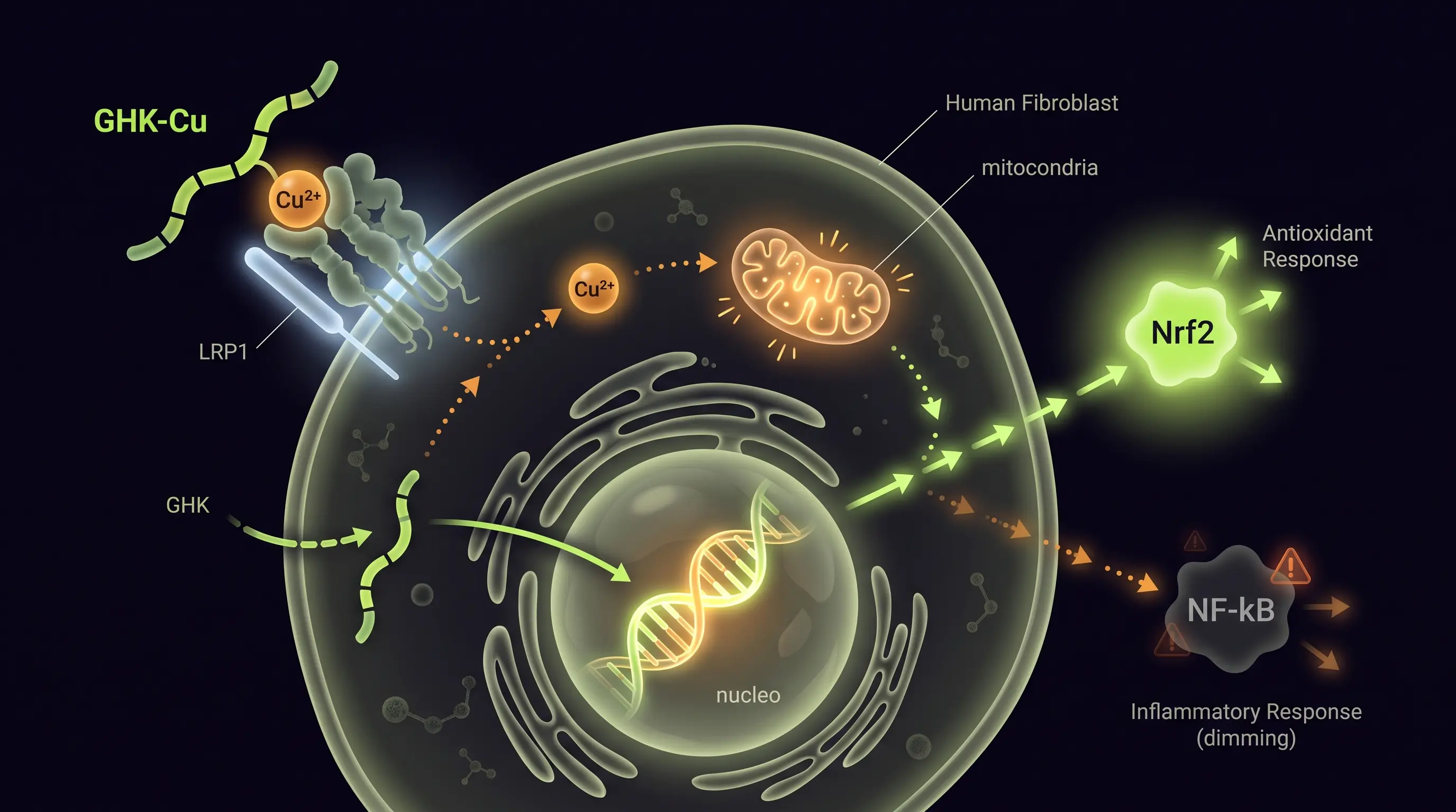 Diagrama del mecanismo del GHK-Cu en un fibroblasto: el péptido se une al receptor LRP1, el ión de cobre viaja a la mitocondria, una hebra entra al núcleo y modula la expresión génica, y se activan las vías Nrf2 y NF-kB.