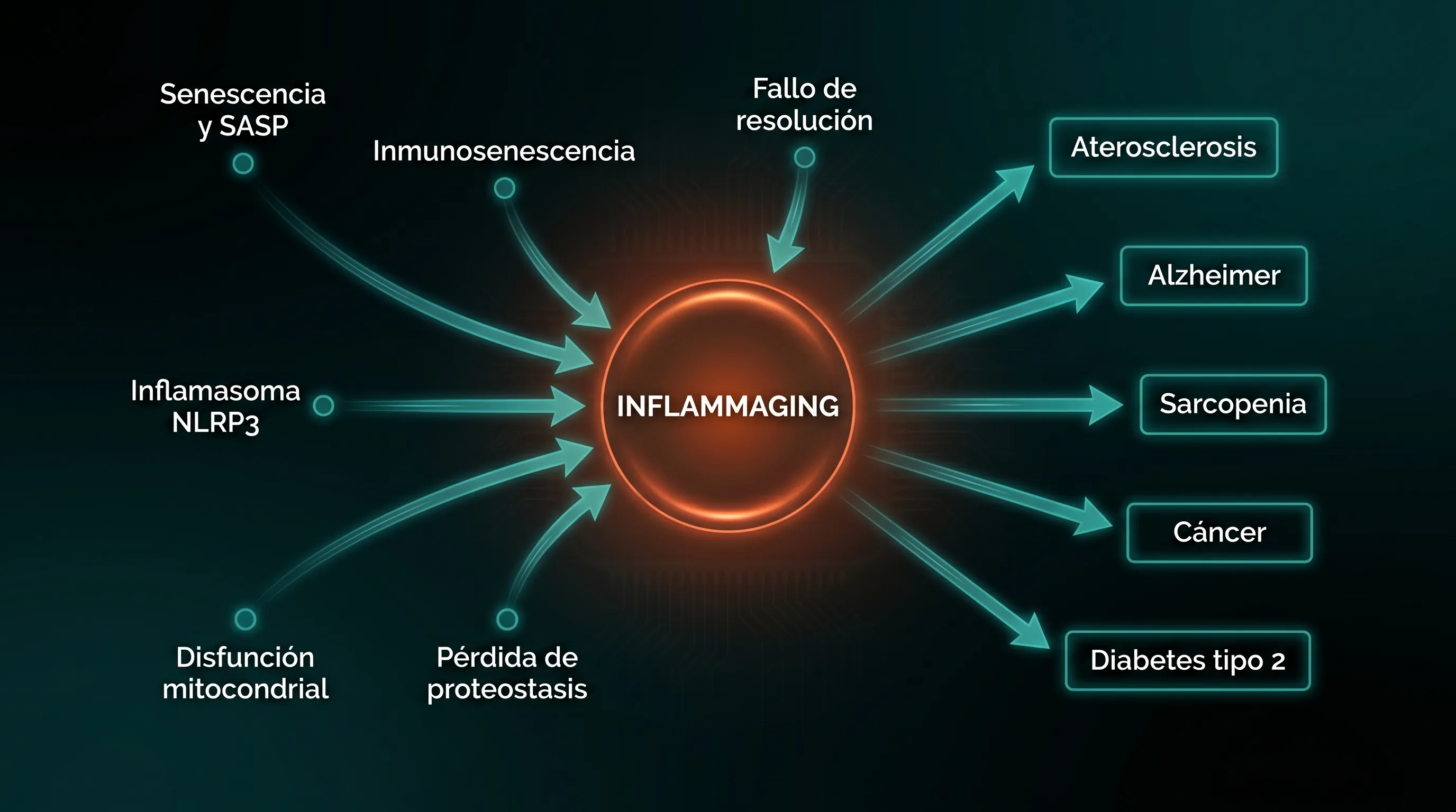 Diagrama con seis fuentes que alimentan un n&uacute;cleo de inflammaging y cinco enfermedades cr&oacute;nicas que se derivan de &eacute;l.