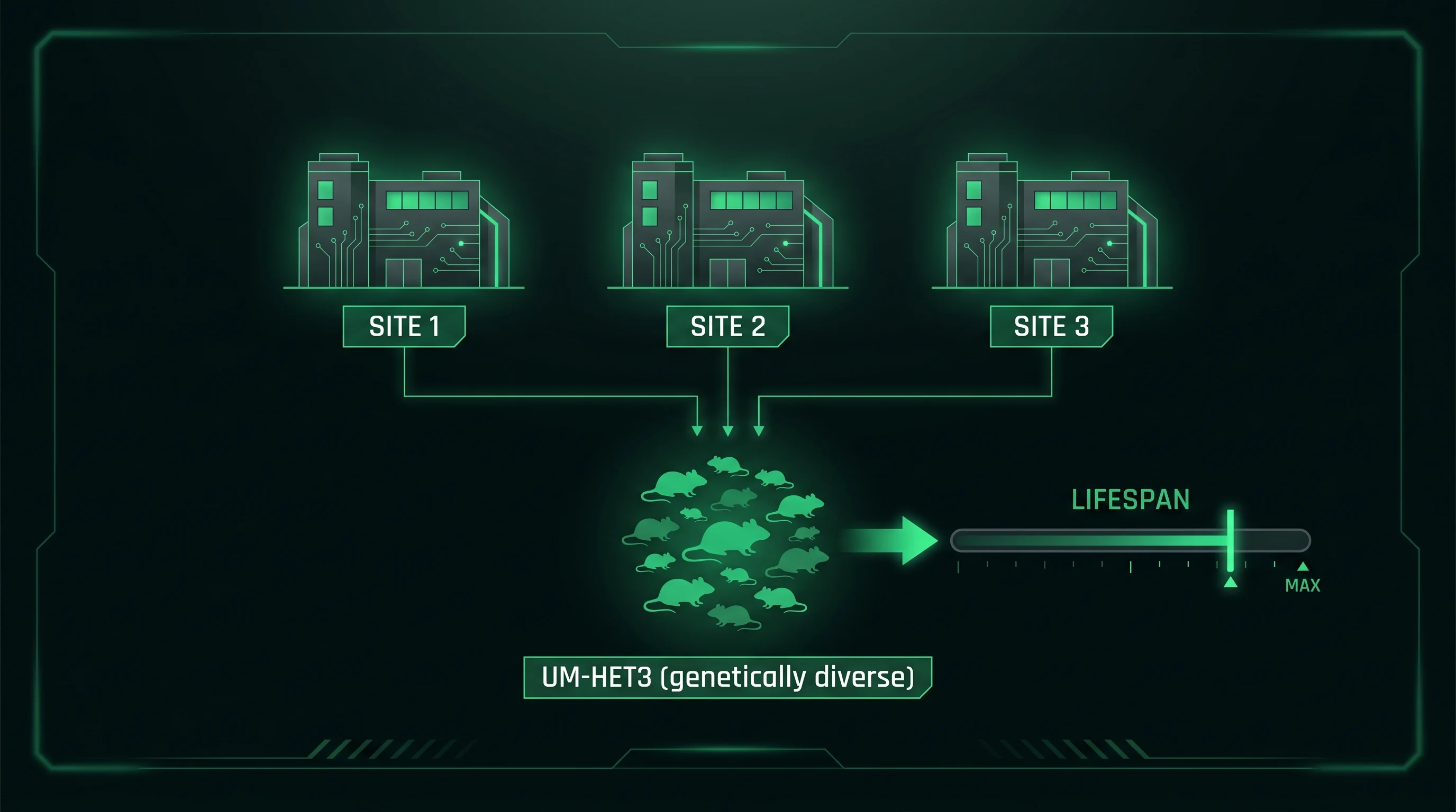 Diagrama del método del ITP: el mismo compuesto se prueba en paralelo en tres laboratorios sobre ratones genéticamente diversos UM-HET3 y se mide su esperanza de vida.