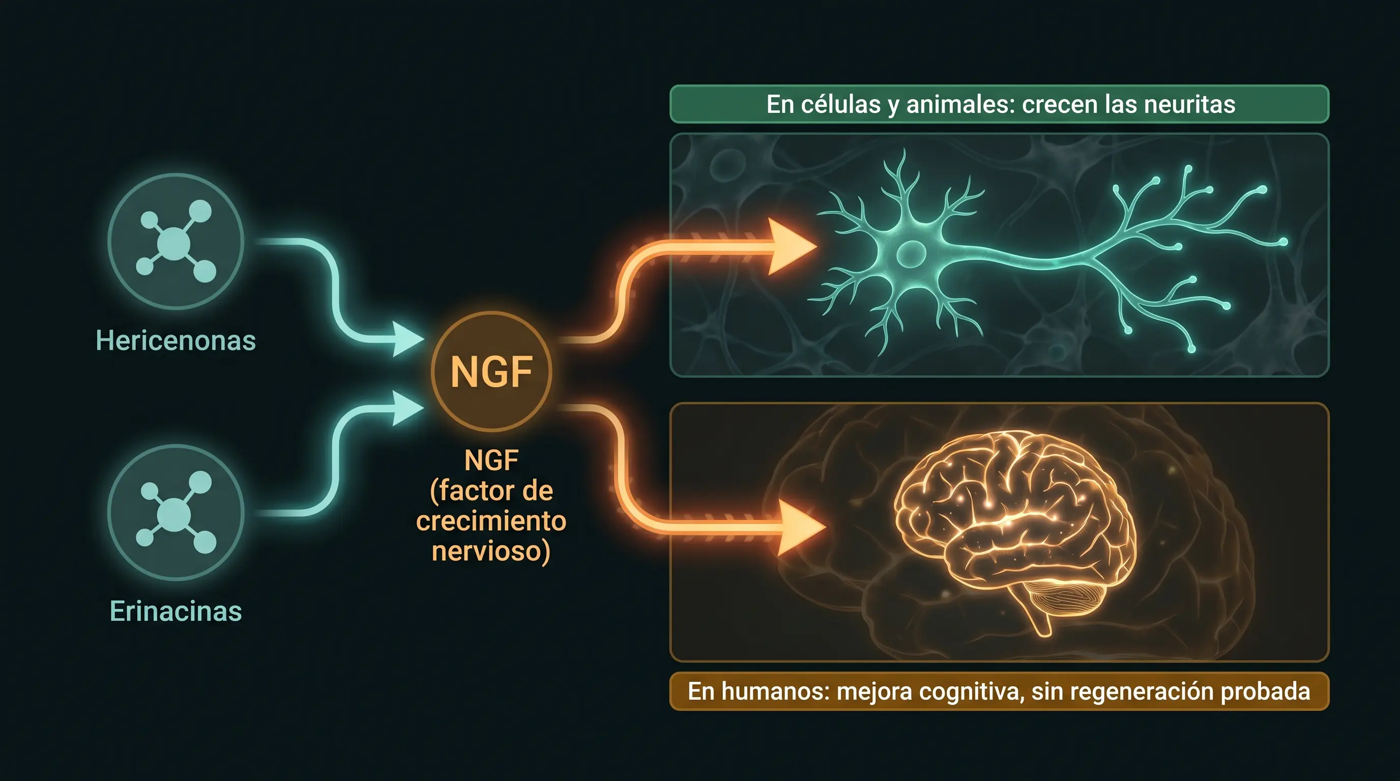 Diagrama de la melena de león: sus compuestos estimulan el NGF y hacen crecer neuritas en células y animales, pero en humanos solo hay mejora cognitiva.