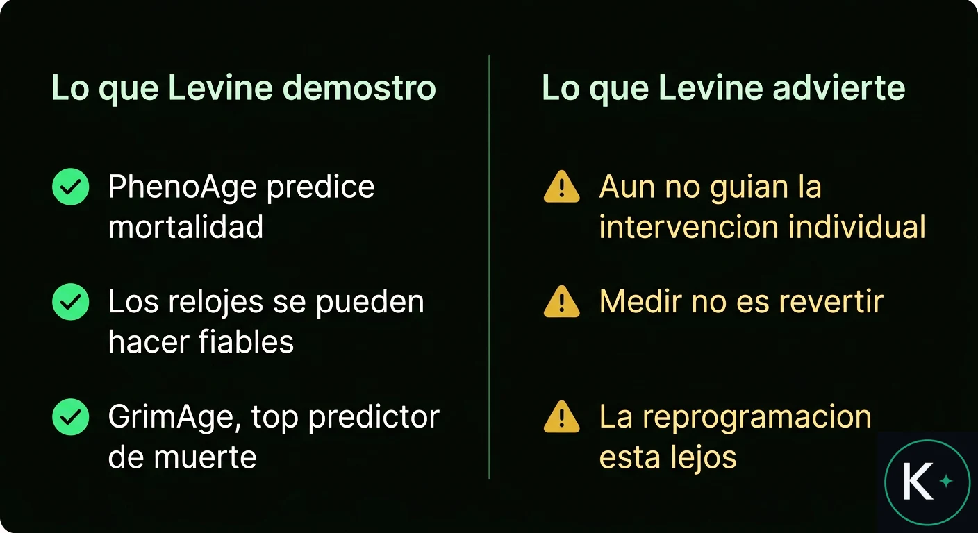 Diagrama de dos columnas que separa lo que Levine demostró (PhenoAge predice mortalidad, los relojes se pueden hacer fiables, GrimAge) de lo que ella advierte (no guían la intervención individual, medir no es revertir, la reprogramación está lejos).
