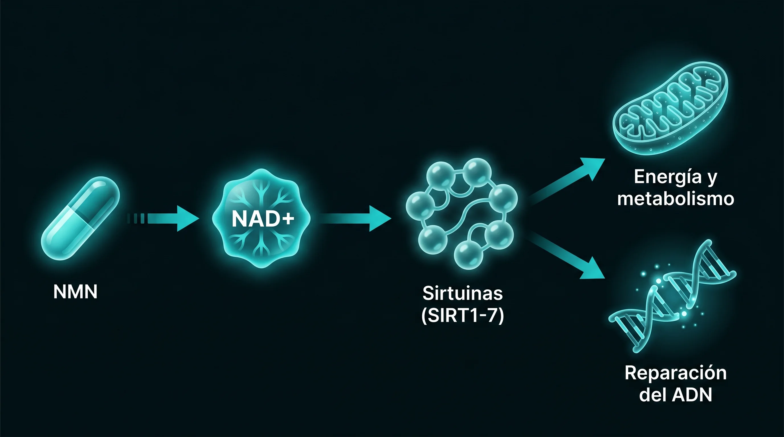Diagrama de la cascada del NMN: el NMN se convierte en NAD+, que activa las sirtuinas SIRT1 a SIRT7, las cuales act&uacute;an sobre la energ&iacute;a mitocondrial y la reparaci&oacute;n del ADN.