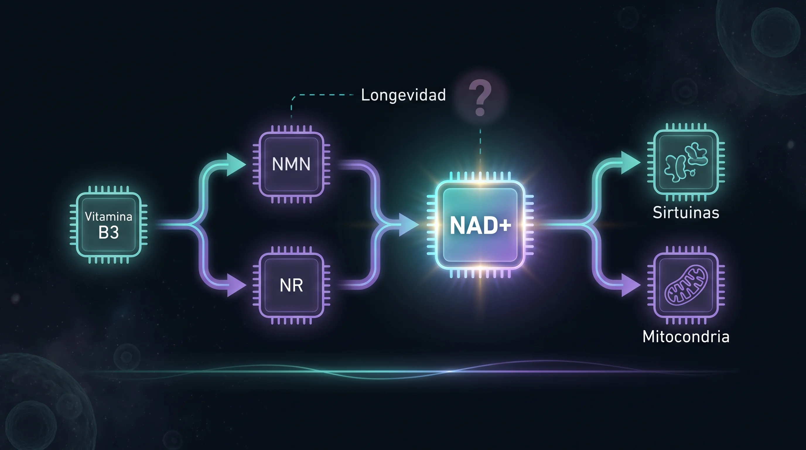 Diagrama de la ruta desde la vitamina B3 y el NMN o NR hasta el NAD, y de ahí a las sirtuinas y la mitocondria, con el vínculo con la longevidad marcado como no probado.