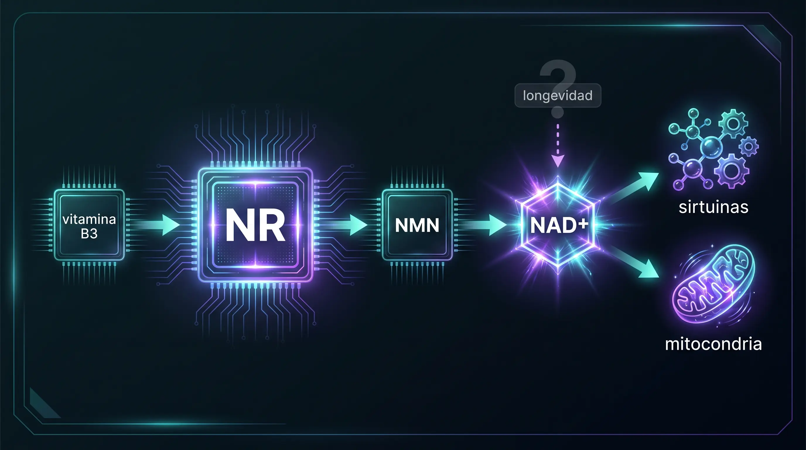 Diagrama de la ruta desde la vitamina B3 y el NR, pasando por el NMN, hasta el NAD, y de ah&iacute; a las sirtuinas y la mitocondria, con la longevidad marcada como no probada.