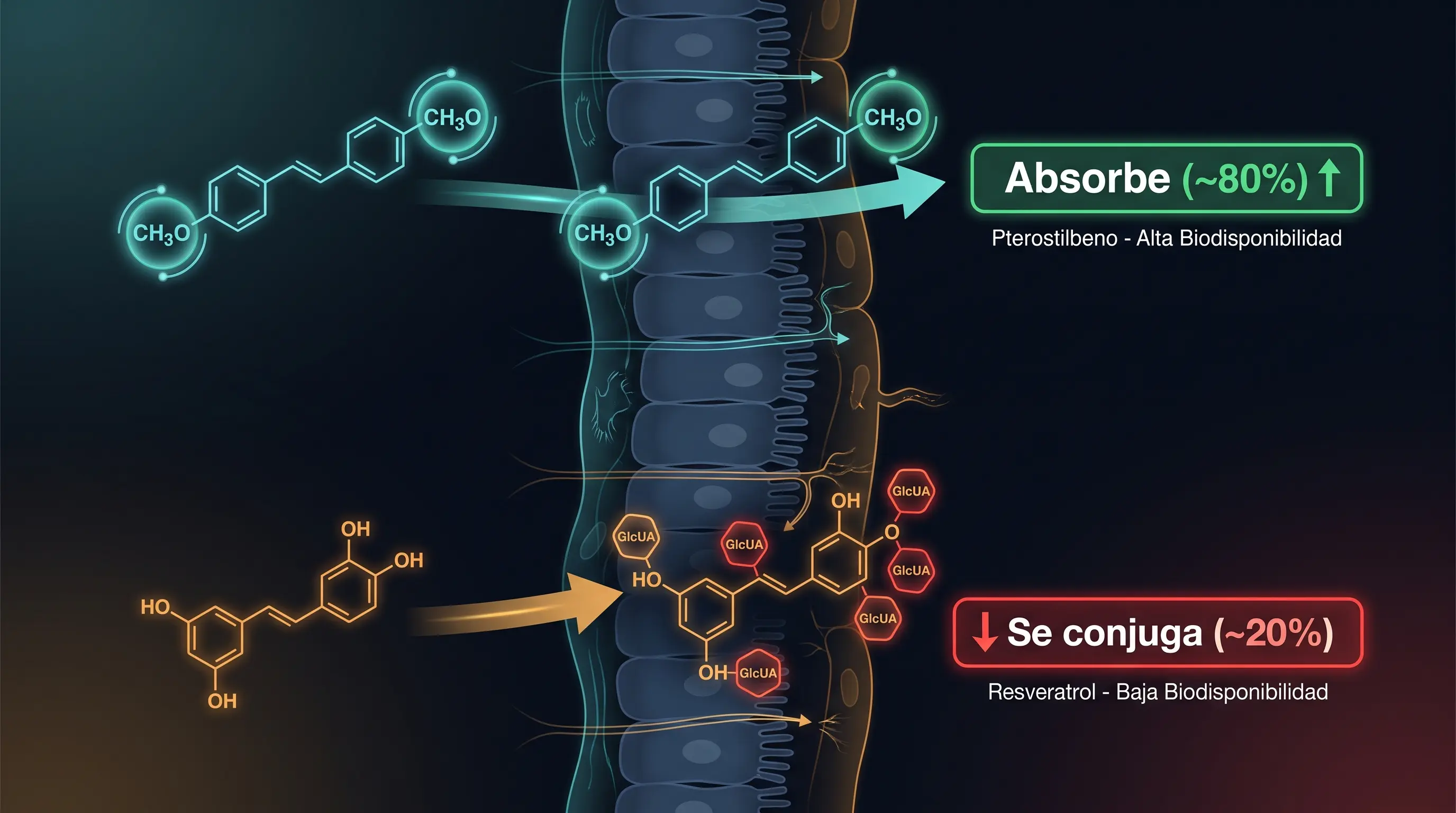 Diagrama de absorción: el pterostilbeno pasa la barrera intestinal casi intacto y el resveratrol se conjuga y apenas se absorbe.