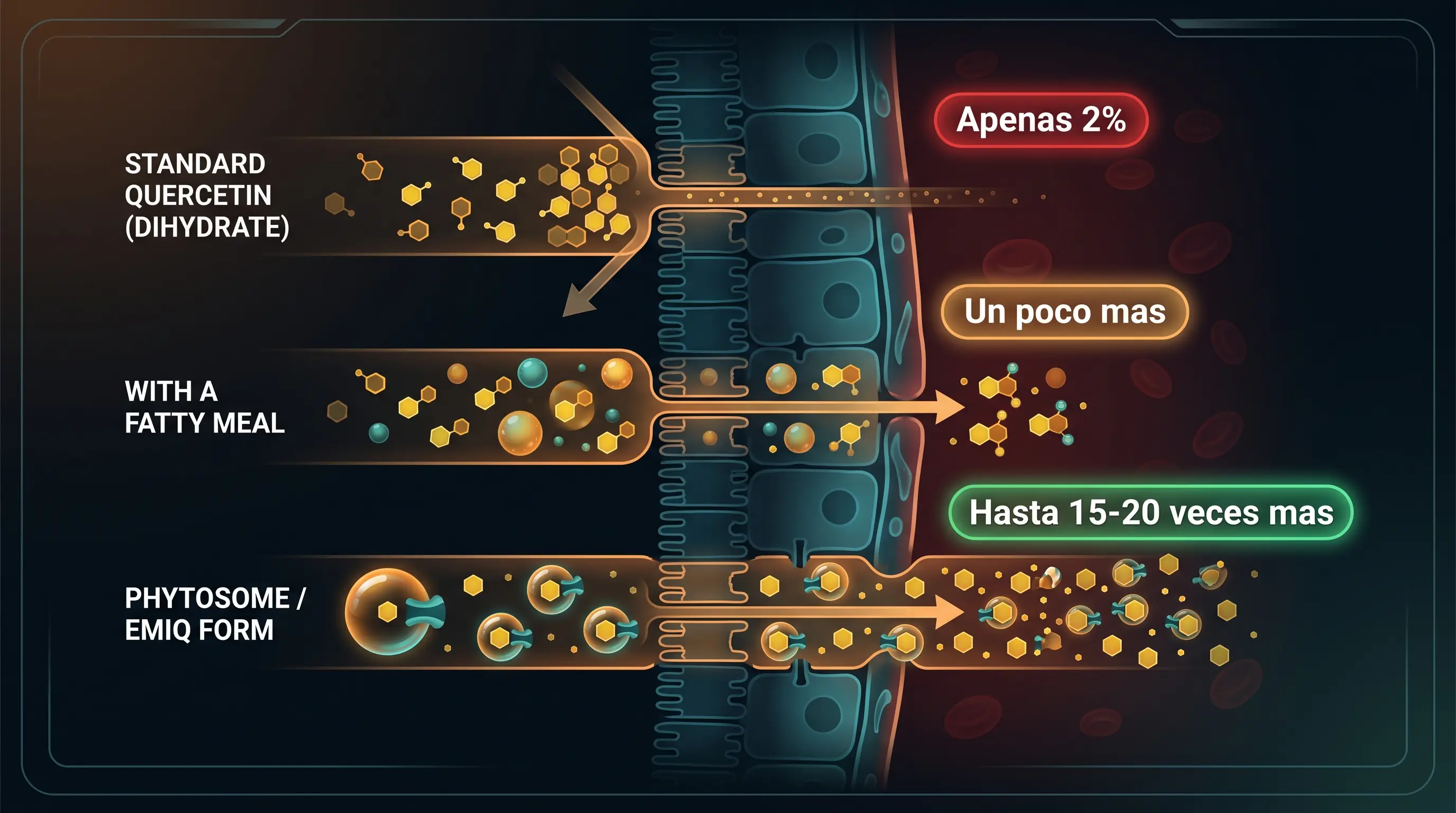 Diagrama de absorción de la quercetina por forma: la estándar apenas se absorbe y el fitosoma o EMIQ multiplican la absorción.