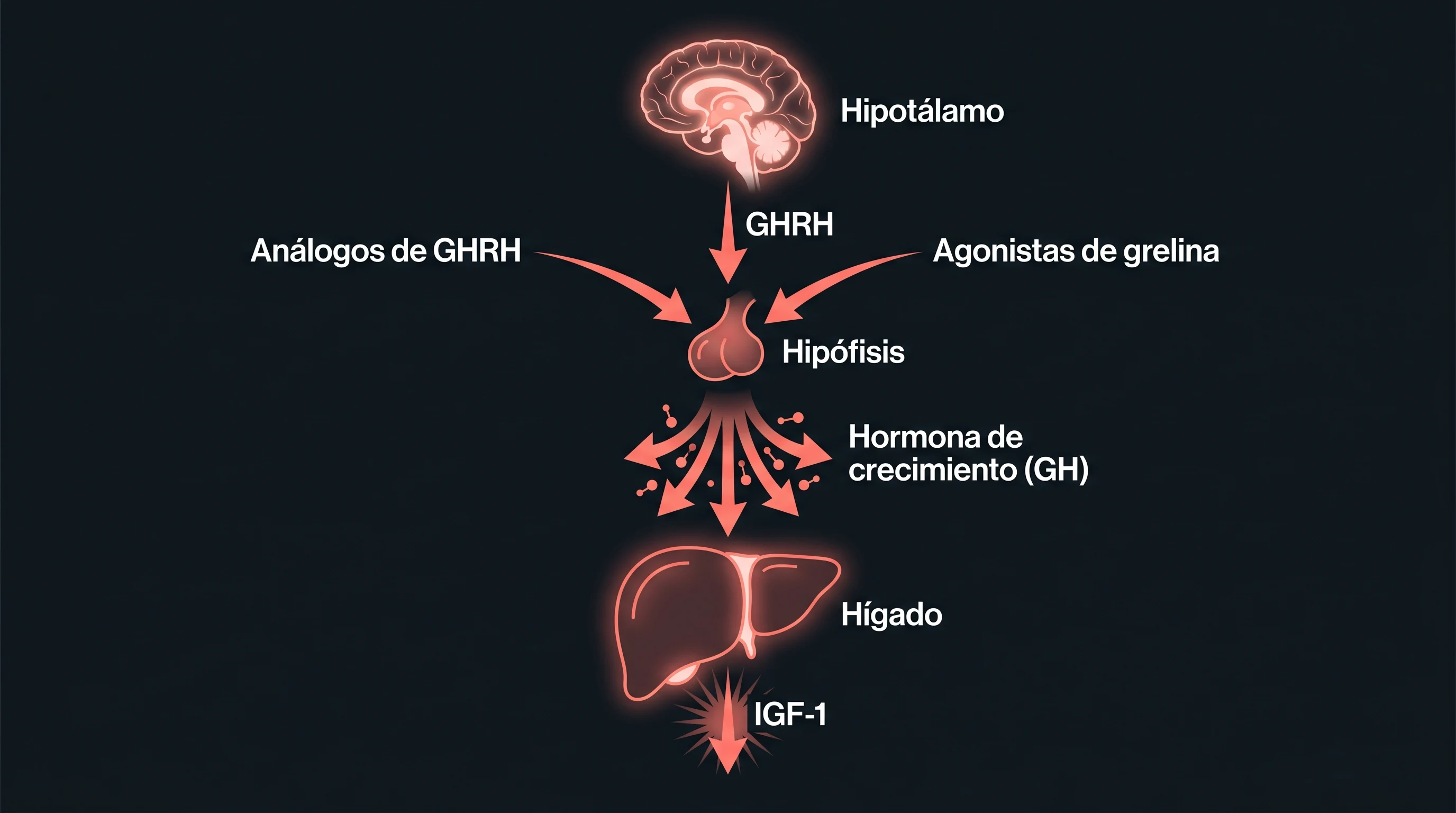 Diagrama del eje de la hormona de crecimiento: el hipot&aacute;lamo libera GHRH, la hip&oacute;fisis libera GH y el h&iacute;gado IGF-1, con las dos familias de secretagogos actuando sobre la hip&oacute;fisis.