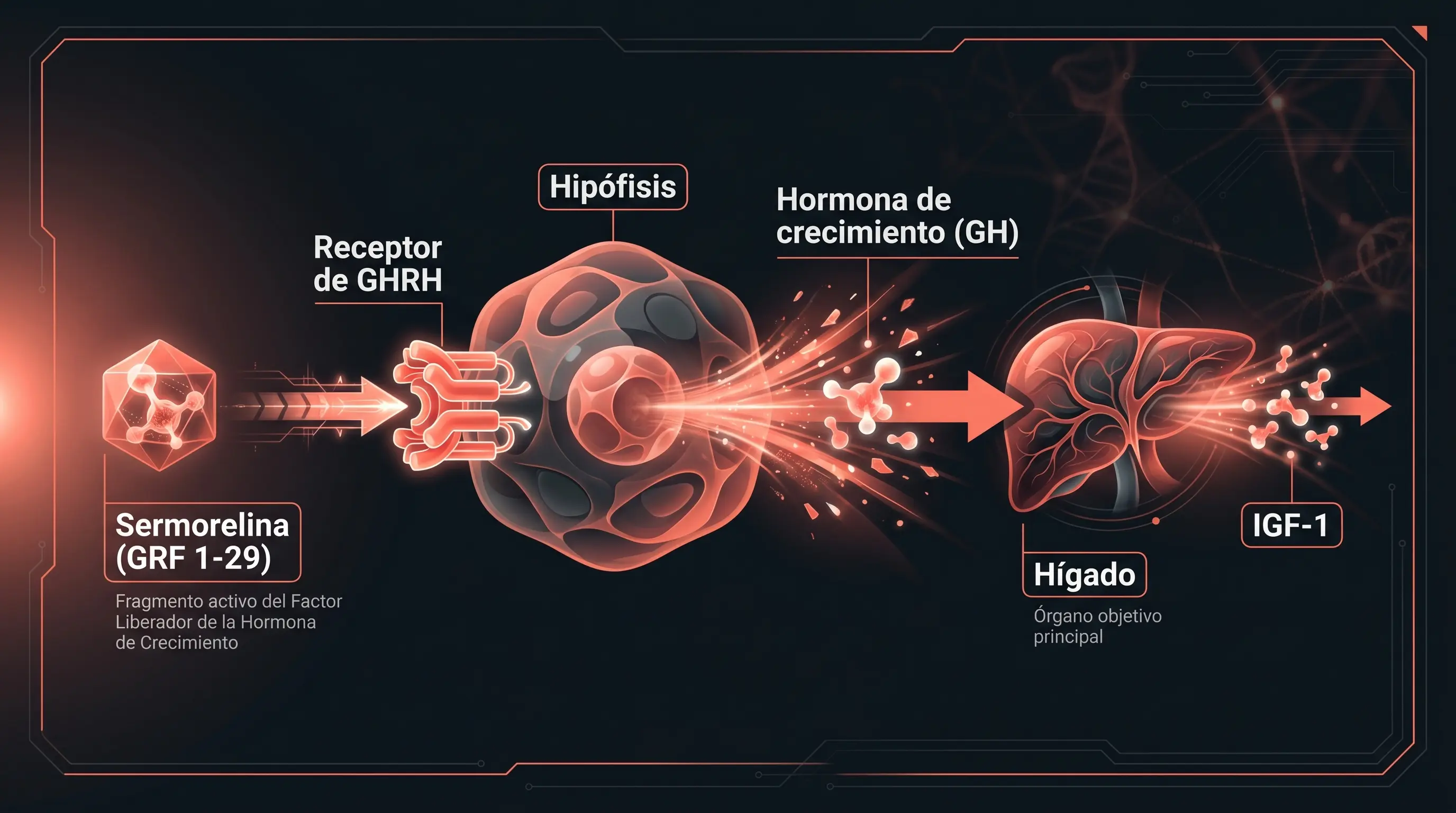 Diagrama del mecanismo de la sermorelina: como análogo corto de GHRH activa su receptor en la hipófisis, libera hormona de crecimiento y eleva el IGF-1.