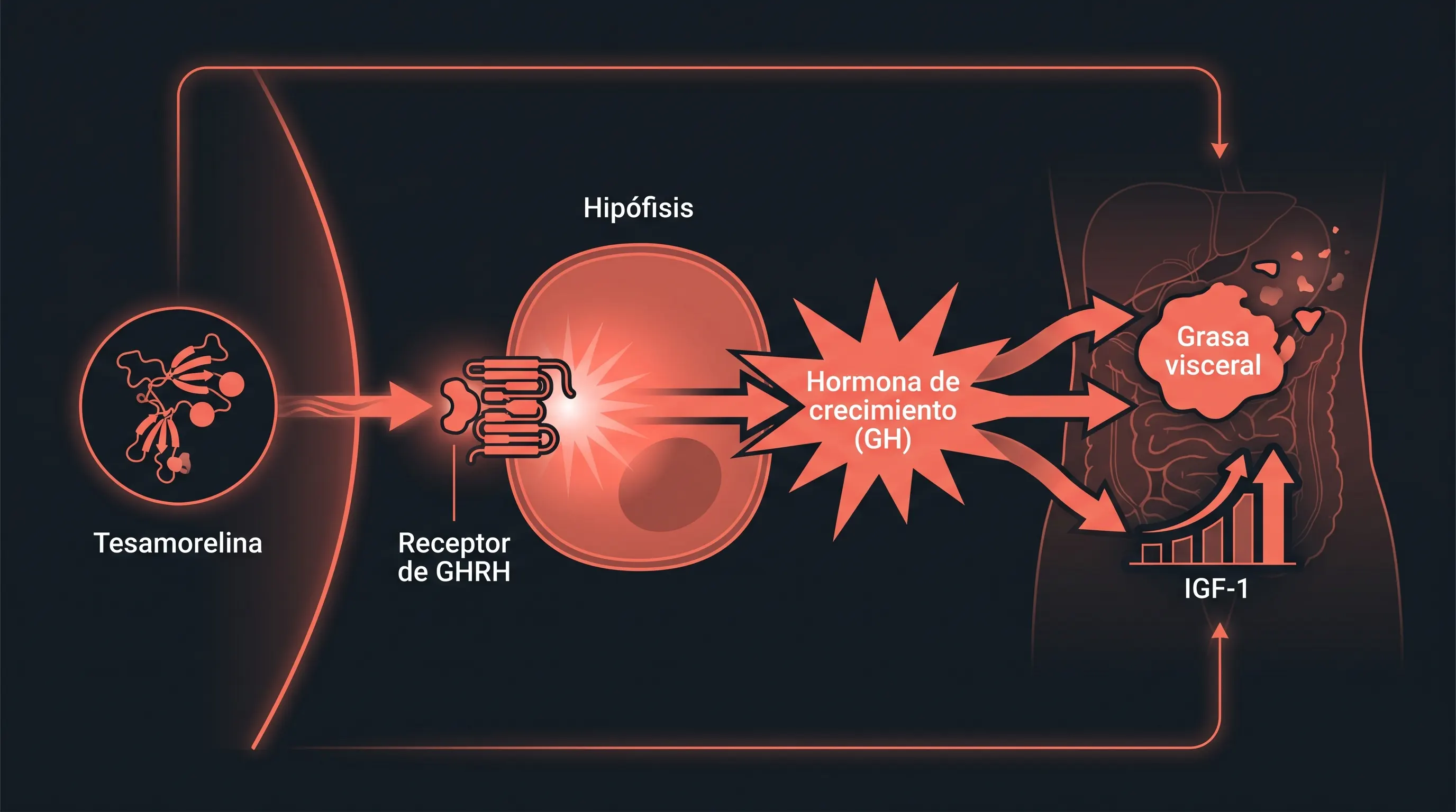 Diagrama del mecanismo de la tesamorelina: activa el receptor de GHRH en la hipófisis, libera hormona de crecimiento y reduce la grasa visceral elevando el IGF-1.