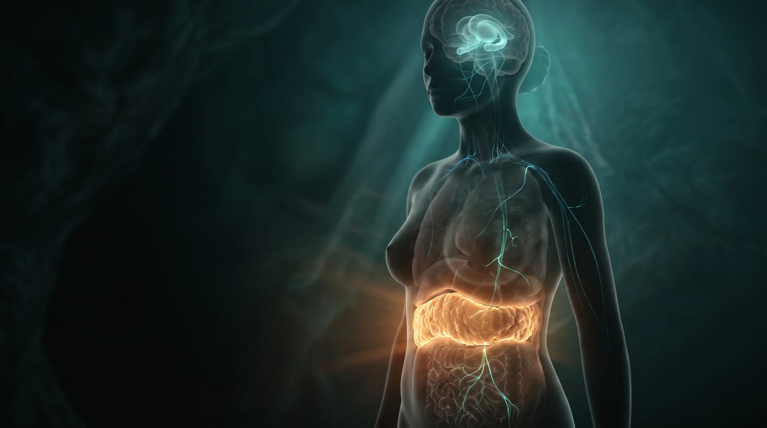 Ilustración anatómica de una mujer que conecta la grasa visceral abdominal con el hipocampo mediante señales de insulina, sobre fondo oscuro.