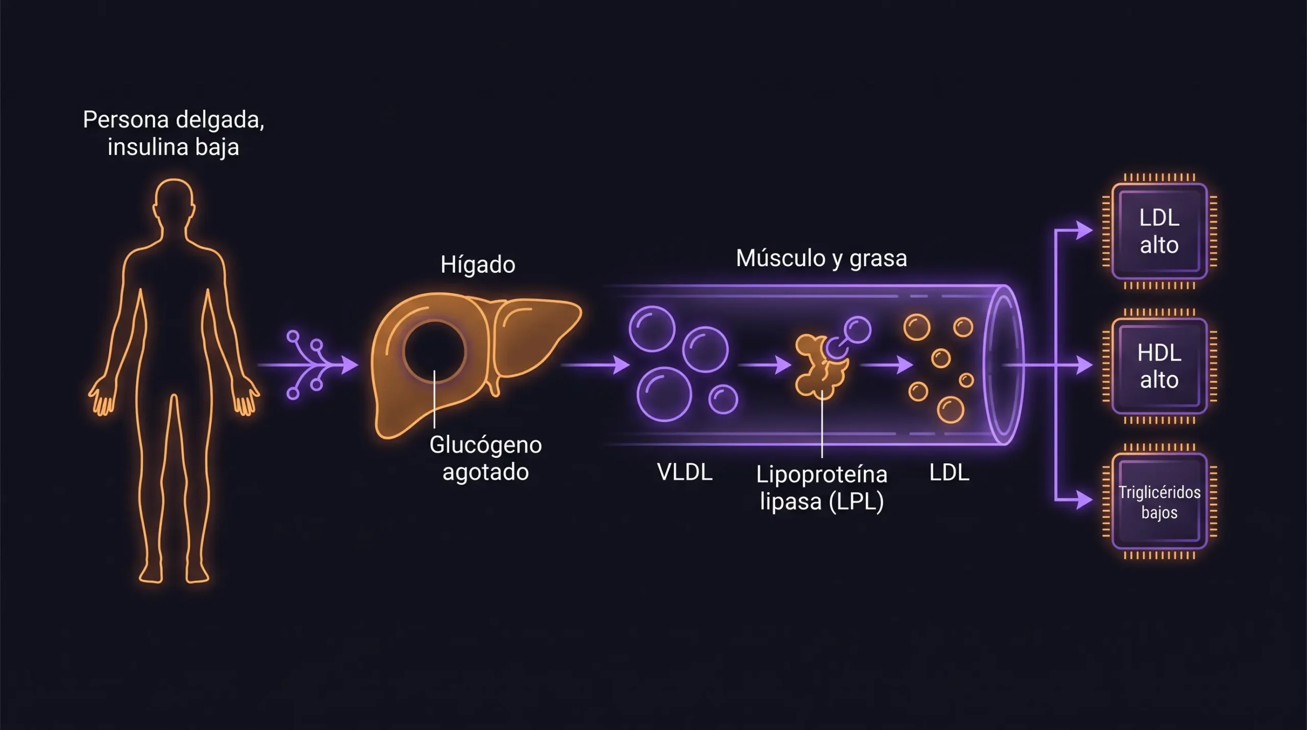 Diagrama del modelo lipídico energético: en una persona delgada con el glucógeno agotado el hígado exporta VLDL que la lipoproteína lipasa convierte en LDL, generando LDL alto, HDL alto y triglicéridos bajos.