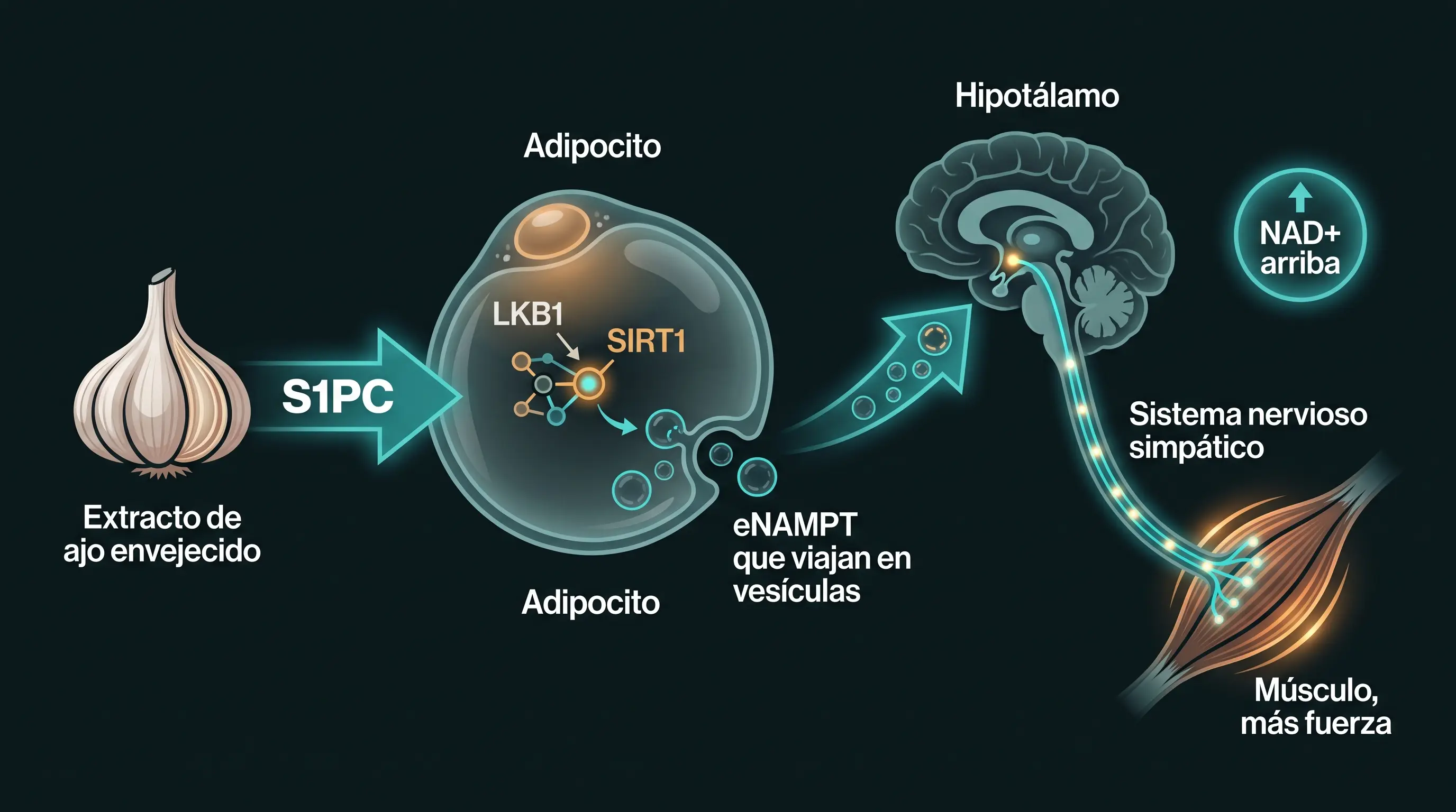 Diagrama del circuito del S1PC: del extracto de ajo envejecido al adipocito, donde activa LKB1 y SIRT1 y libera eNAMPT en vesículas que llegan al hipotálamo y, vía sistema nervioso simpático, refuerzan el músculo.