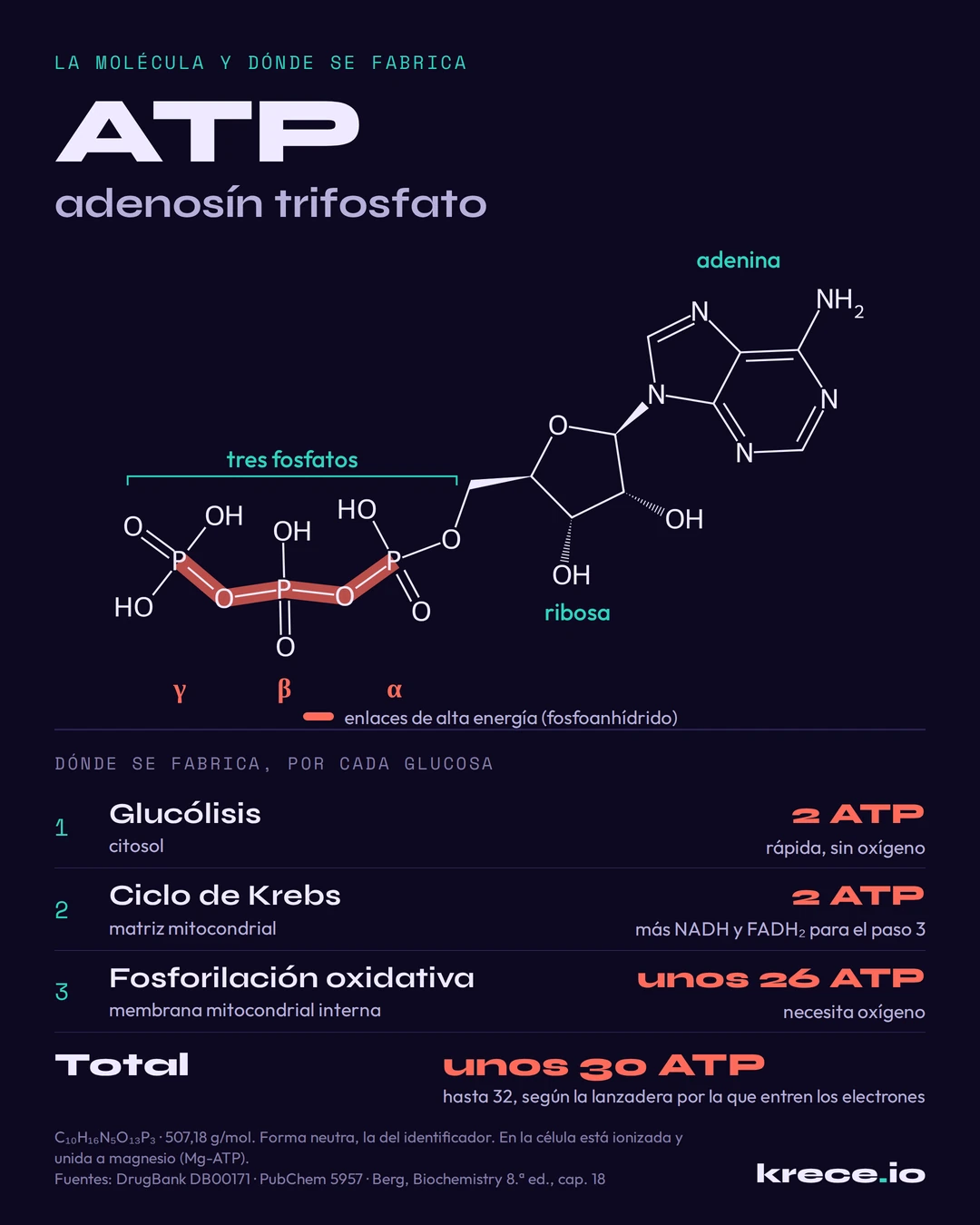 ATP, adenos&iacute;n trifosfato: estructura de la mol&eacute;cula con la adenina, la ribosa y los tres fosfatos alfa, beta y gamma, y d&oacute;nde se fabrica el ATP por cada mol&eacute;cula de glucosa.