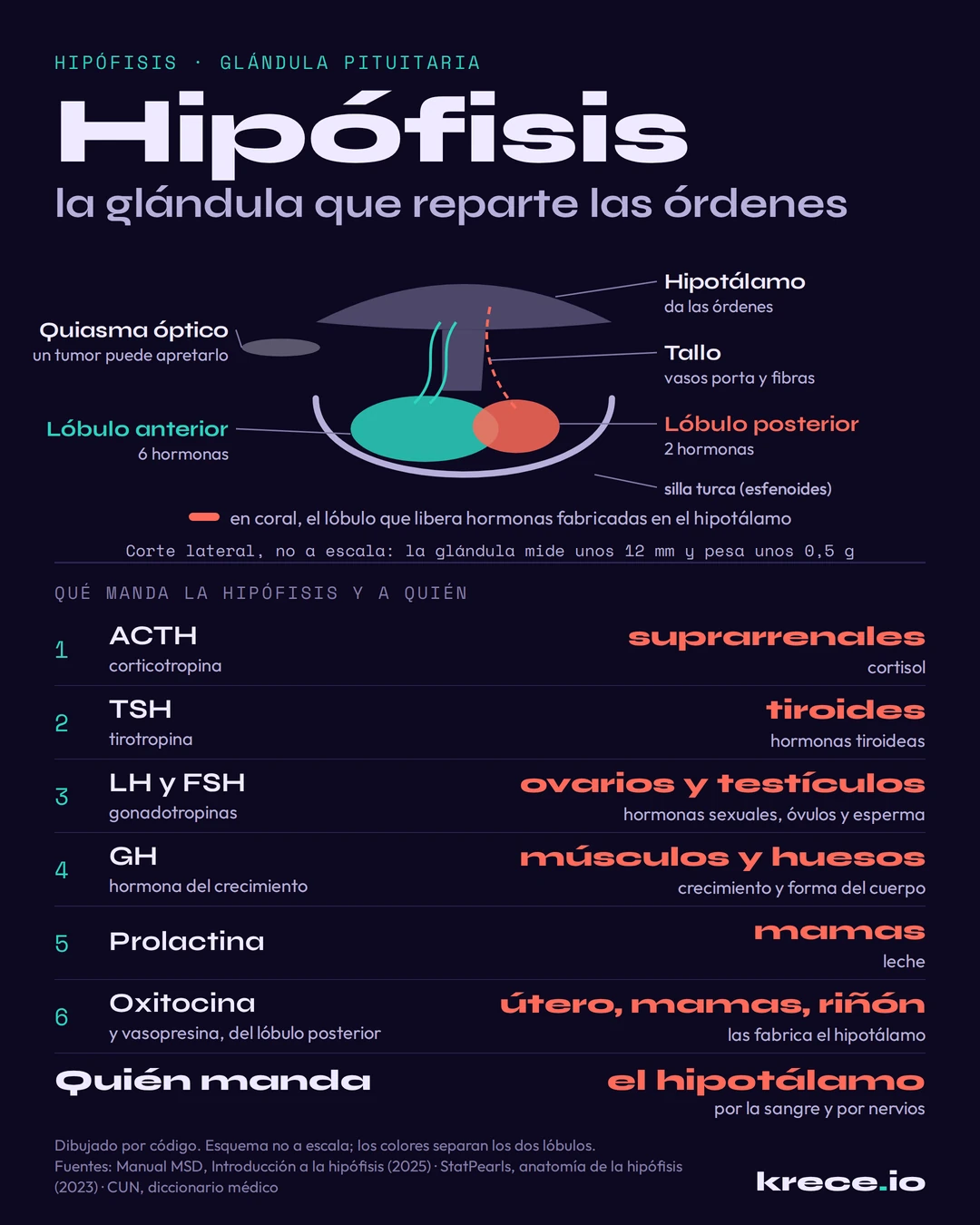 Hip&oacute;fisis en un corte lateral esquem&aacute;tico: cuelga del hipot&aacute;lamo por el tallo, descansa en la silla turca junto al quiasma &oacute;ptico y tiene dos l&oacute;bulos, con el mapa de las hormonas que manda a cada &oacute;rgano.