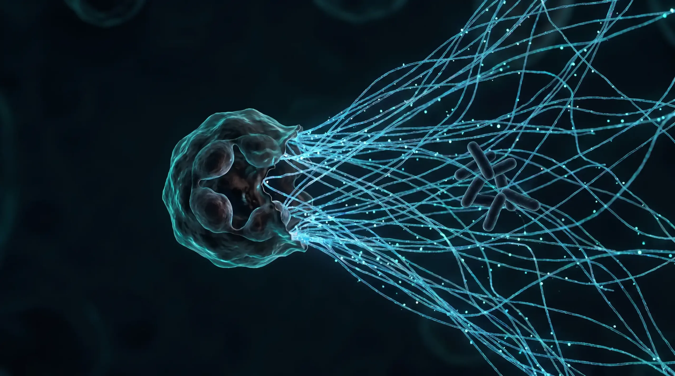 Ilustración de un neutrófilo que lanza una trampa extracelular de cromatina sobre unas bacterias, una de las formas en que los neutrófilos defienden el tejido.