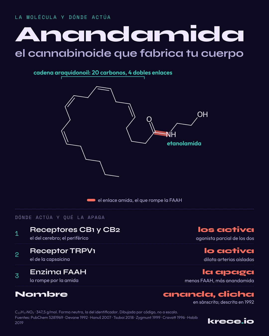 Anandamida, el cannabinoide que fabrica tu cuerpo: su mol&eacute;cula, con la cadena araquidonoil y la etanolamida unidas por el enlace amida que rompe la FAAH, y d&oacute;nde act&uacute;a, en los receptores CB1, CB2 y TRPV1.