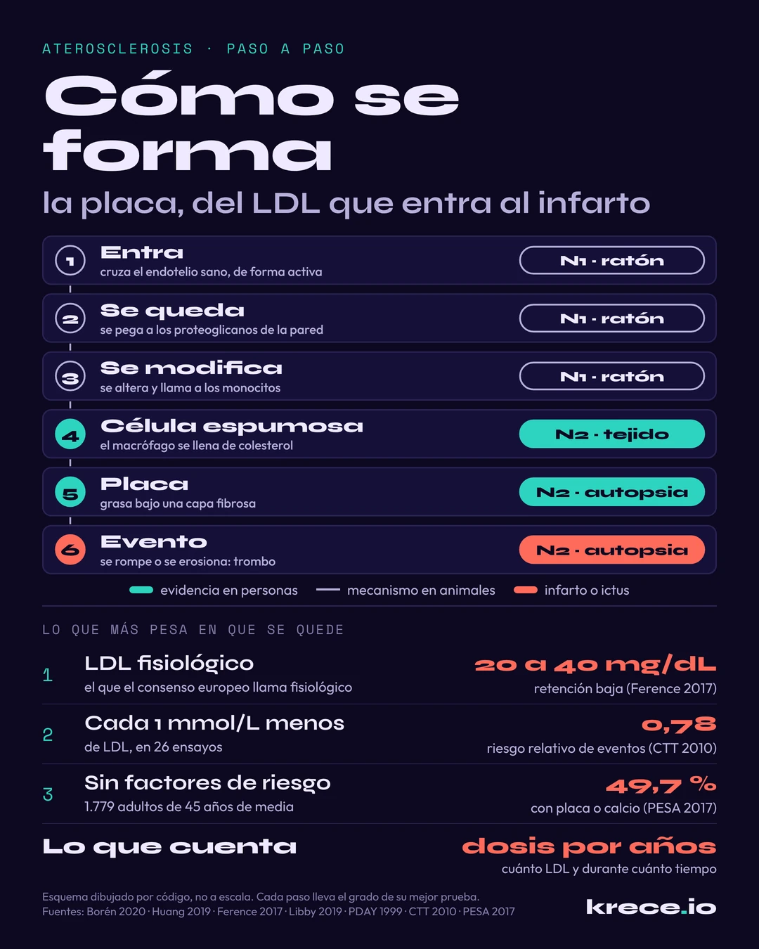 Aterosclerosis, cómo se forma la placa paso a paso: el LDL entra en la pared de la arteria, se queda, se modifica, forma células espumosas y placa, y la placa se rompe o se erosiona y causa el infarto o el ictus, con el grado de evidencia de cada paso.