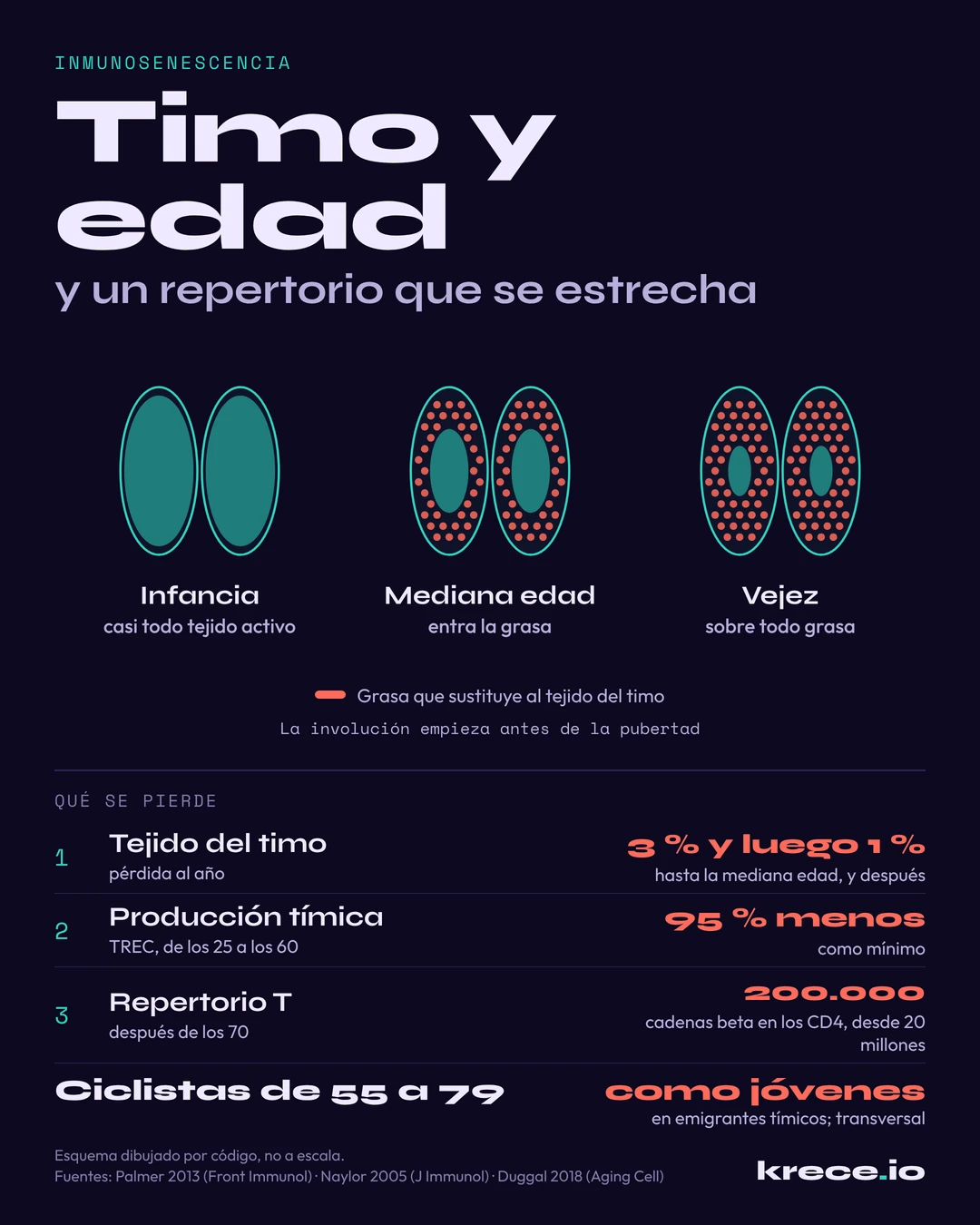 Inmunosenescencia en el timo: tres timos esquemáticos, de la infancia a la vejez, en los que el tejido activo se sustituye por grasa, con la caída de la producción de linfocitos T y del repertorio.
