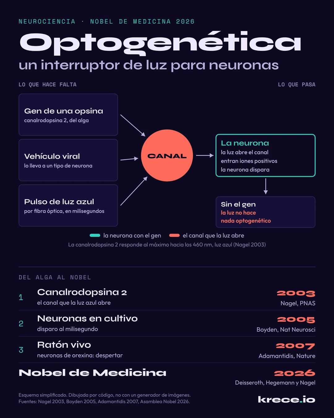 Optogen&eacute;tica, un interruptor de luz para neuronas: el gen de la canalrodopsina, un veh&iacute;culo viral y un pulso de luz azul hacen que la neurona dispare, y los hitos de 2003, 2005 y 2007 hasta el Nobel de Medicina de 2026.
