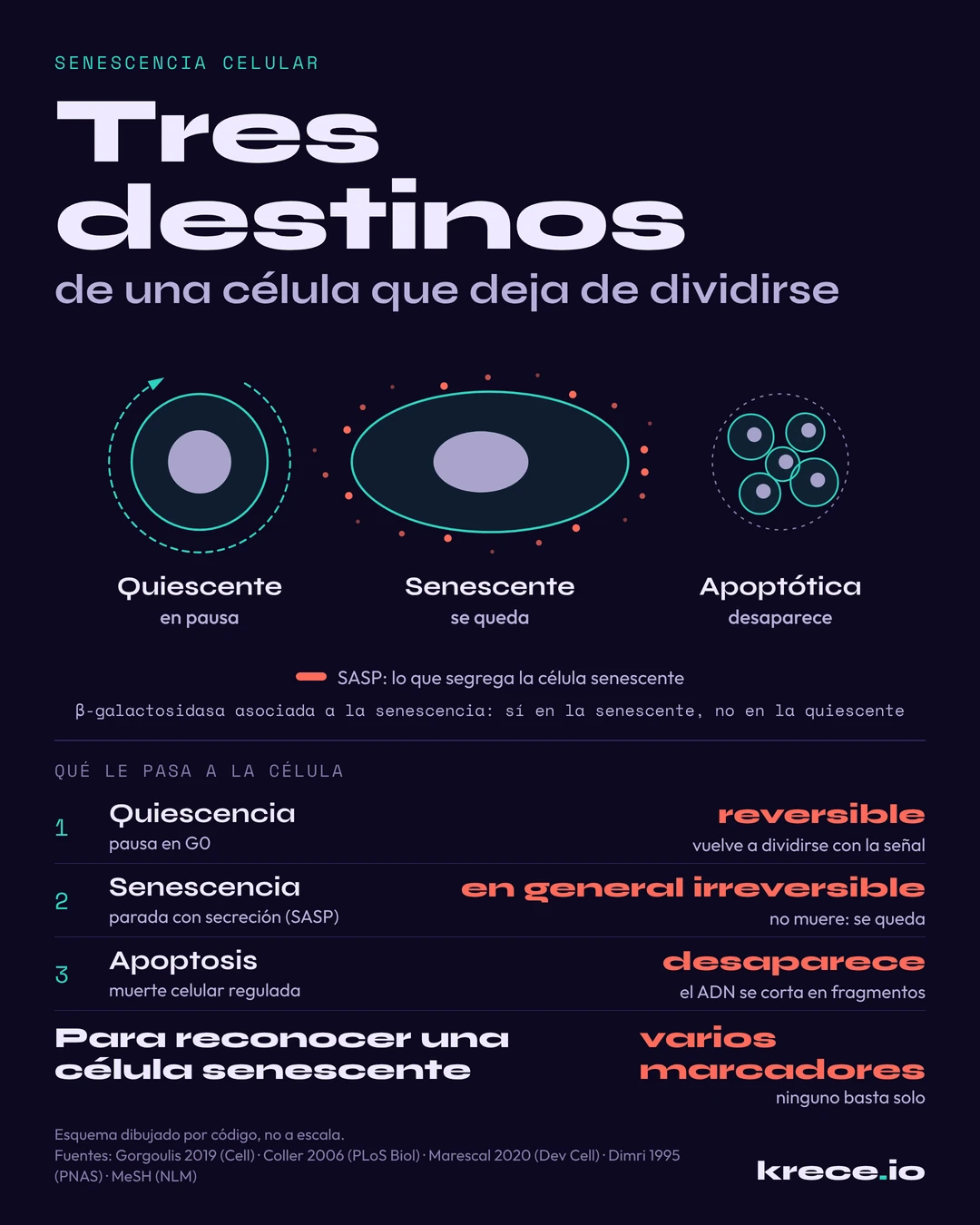 Senescencia celular frente a quiescencia y apoptosis: tres destinos de una célula que deja de dividirse, con su reversibilidad y lo que distingue a la célula senescente.