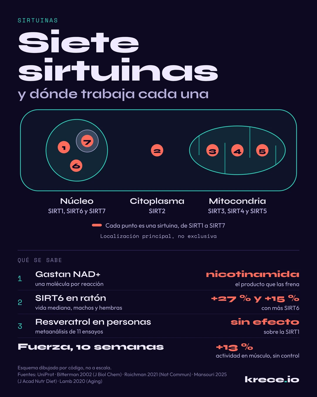 Las siete sirtuinas en una c&eacute;lula: SIRT1, SIRT6 y SIRT7 en el n&uacute;cleo, SIRT2 en el citoplasma y SIRT3, SIRT4 y SIRT5 en la mitocondria, con lo que se sabe de ellas en ratones y en personas.